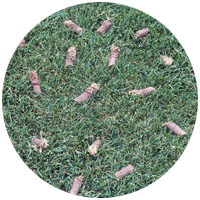 Chaska turfgrass aeration and seeding