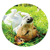 Chaska flea and tick control