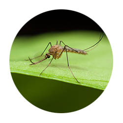 Chaska spring touch mosquito control